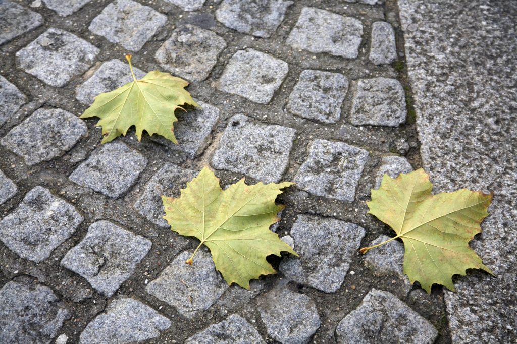 Cobblestones With Autumn Leaves